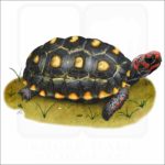 Red-Footed Tortoise illustration