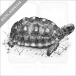 Stock Art Drawing of a Red-Footed Tortoise - Image 2