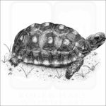 Red-Footed Tortoise