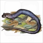 Red-Hills Salamander illustration