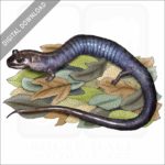 Red Hills Salamander stock image