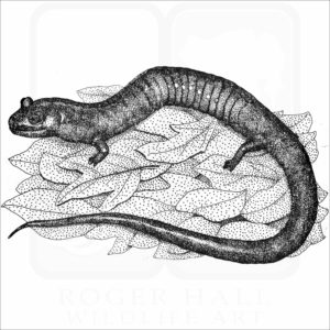 Red-Hills Salamander