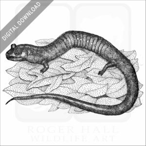 Red Hills Salamander