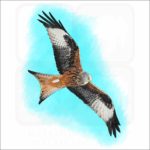 Red Kite illustration