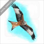 Red Kite stock image