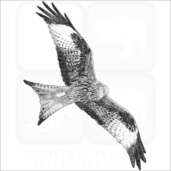 Red Kite
