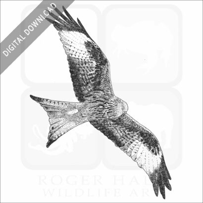 Red Kite