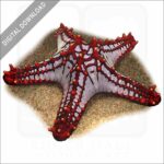 Red-Knobbed Starfish stock image