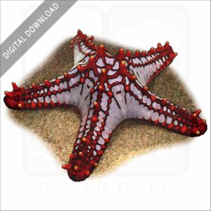 Red-Knobbed Starfish stock image