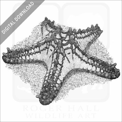 Red-Knobbed Starfish