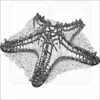 Red-Knobbed Starfish