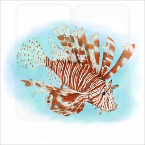 Red Lionfish illustration