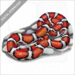 Red Milk Snake stock image