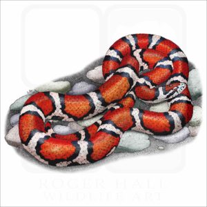 Red Milk Snake illustration