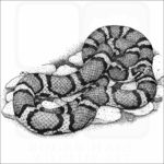 Red Milk Snake