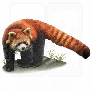 Red Panda illustration