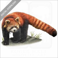 Red Panda stock image