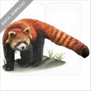 Red Panda stock image