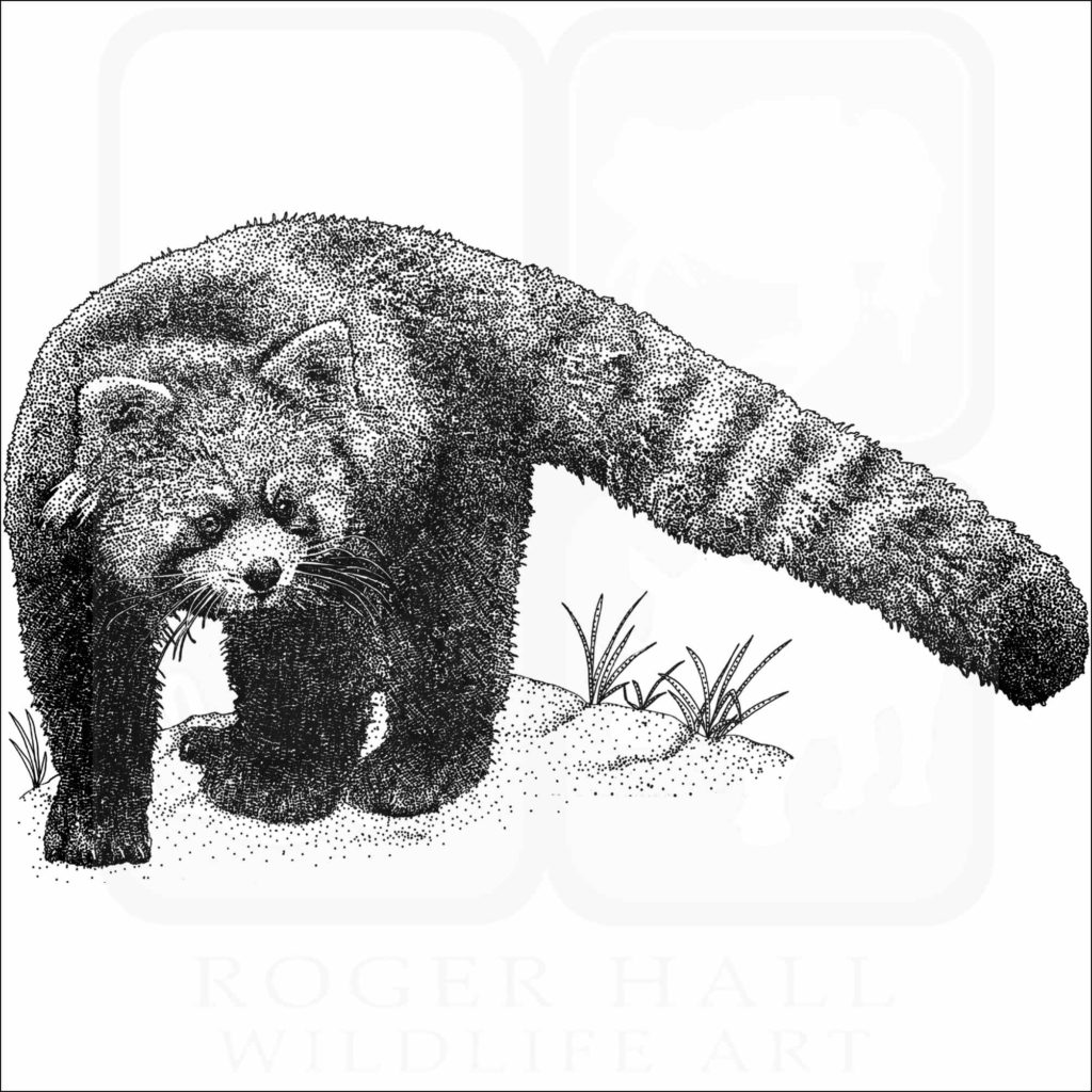Red Panda - Signed Fine Art Print