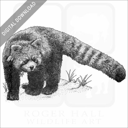Red Panda