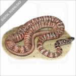 Red Racer Snake stock image