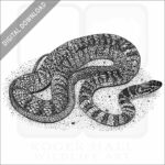 Red Racer Snake