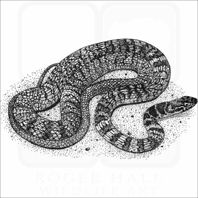 Red Racer Snake