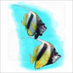 Red Sea Bannerfish illustration