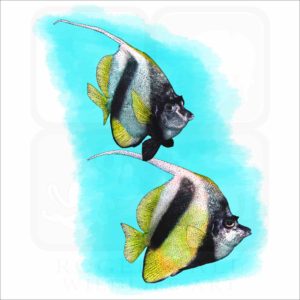 Red Sea Bannerfish illustration