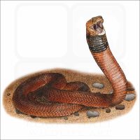 Red Spitting Cobra illustration