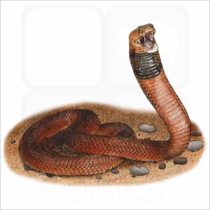 Red Spitting Cobra illustration