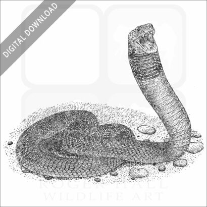 Red Spitting Cobra