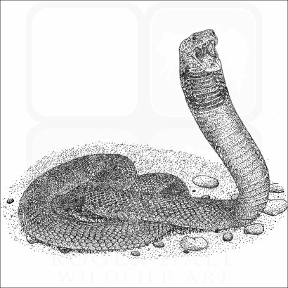 Red Spitting Cobra