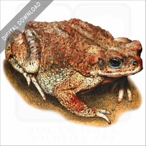 Red-Spotted Toad stock image