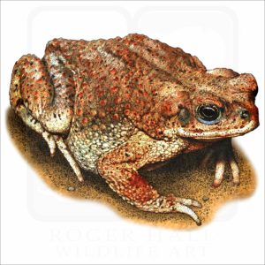 Red-Spotted Toad illustration