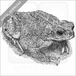 Red-Spotted Toad