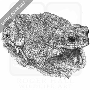 Red-Spotted Toad