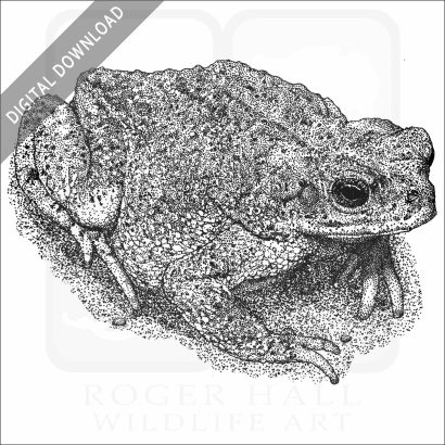 Red-Spotted Toad