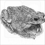 Red-Spotted Toad