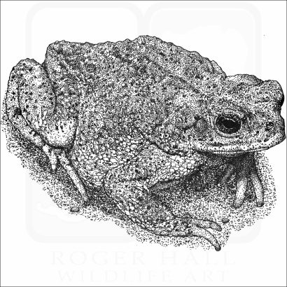 Red-Spotted Toad