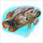 Giant Red Tail Gourami illustration