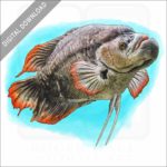 Giant Red Tail Gourami stock image