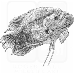 Giant Red Tail Gourami