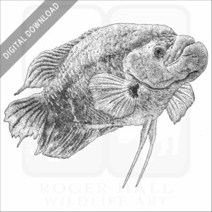 Giant Red Tail Gourami