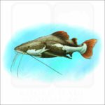 Redtail Catfish illustration