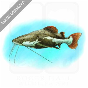Redtail Catfish stock image