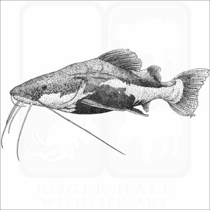 Redtail Catfish
