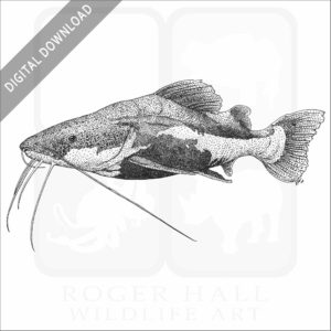 Redtail Catfish