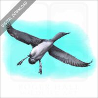 Red-Throated Loon stock image