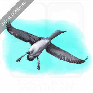 Red-Throated Loon stock image